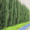 Soil for Conifers 50L Substrate for Thuja Spruces