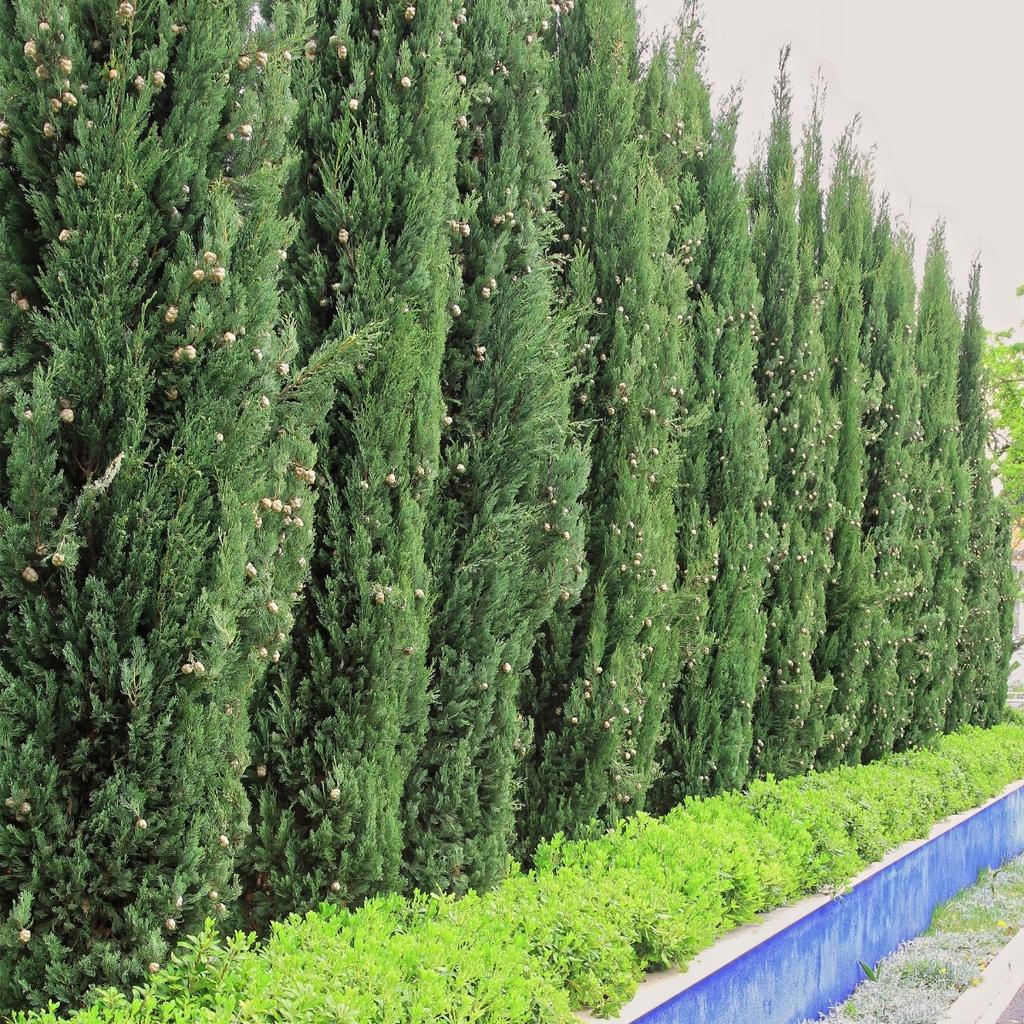 Soil for Conifers 50L Substrate for Thuja Spruces