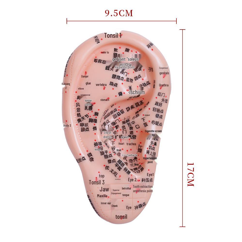 Diagrama Reflexologiei Piciorului, Urechii și Mâinii - Ghid de Masaj Acupuncte și Meridiane