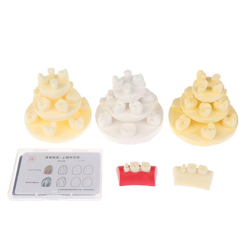Dental Inlay Exercise Model Block Filling Exercise Plaster/Resin Materials Oral Filling Model For Dentistry Teaching Study