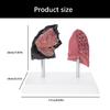 Anatomically Accurate Smoker Lung Comparison Model With Healthy Lung PVC Substance For Clinical Education