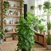 Ventilate Climbing Plant Stand Plastic Potted Plant Holder Climbing Vine Pillar  Indoor Plant Use
