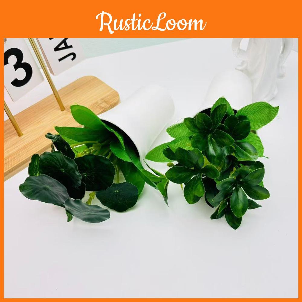 Schefflera Pudica Mimosa Octophylla Green Plant For Home Decor Tabletop