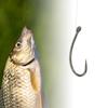 100pcs High Carbon Steel Circle Curve Shank Barbless Fishing Hooks 4-14# for Carp Fly Fishing Freshwater Tackle