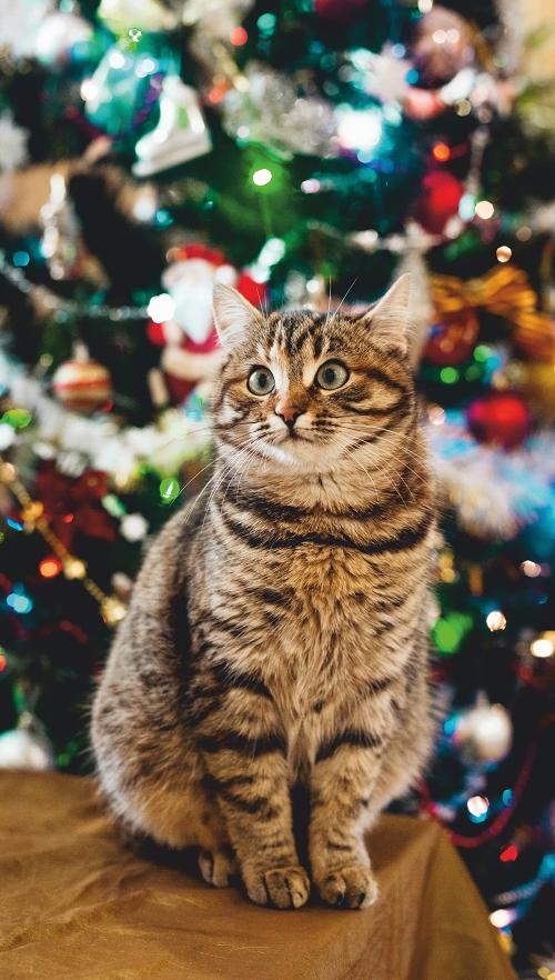 Heizbild "Weihnachtskatze" auf Monocrystal-Folie 105x60 cm 300 W