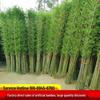 Artificial Bamboo Plant Decoration for Indoor and Outdoor Spaces