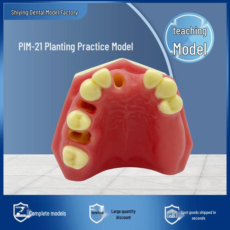 Half-Mouth Dental Implant Model with Soft Gums for Maxillary Sinus Practice Resin