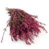 Stabilized Heather (Erica) - Pink