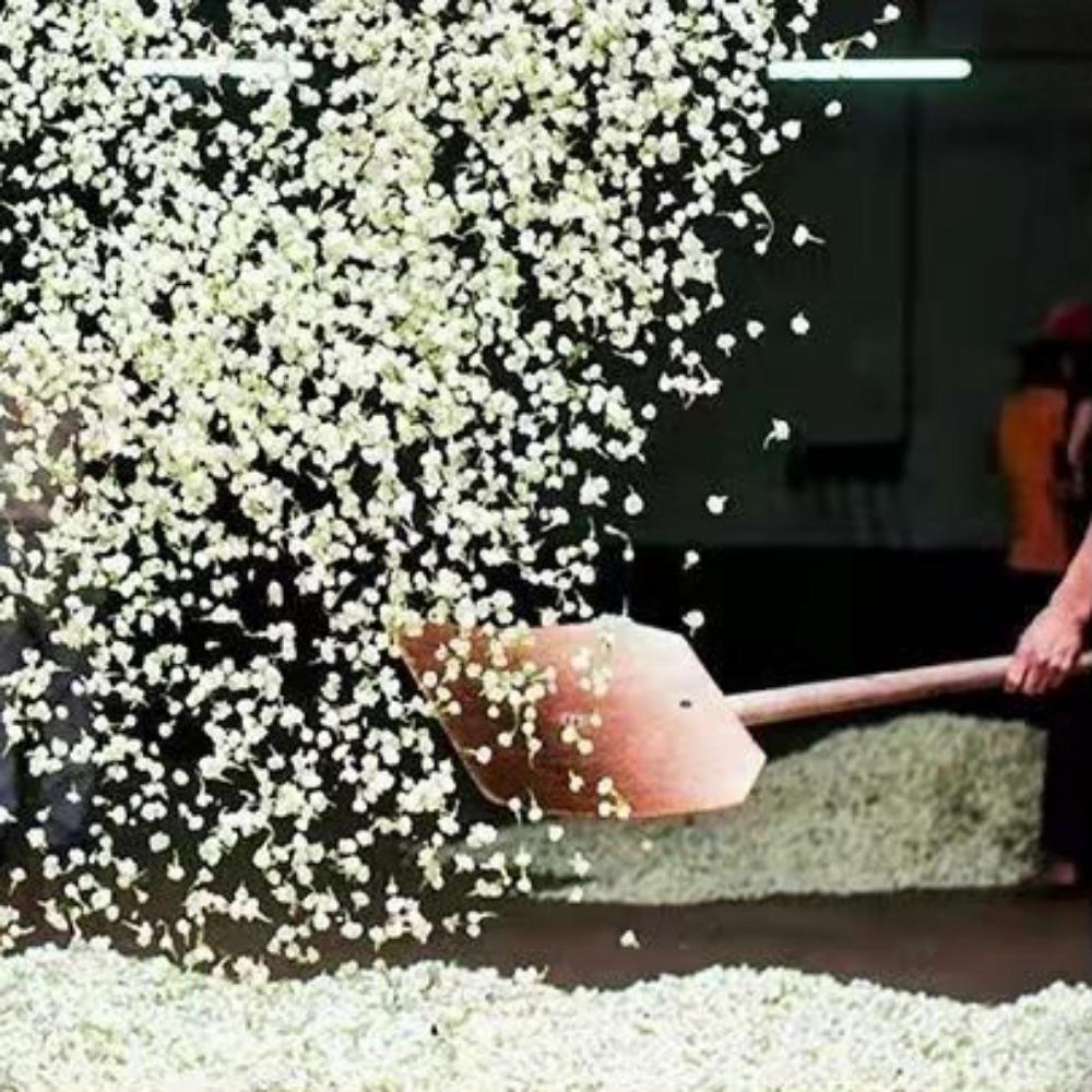 Premium Strong Aroma Jasmine Tea Authentic Snow Jasmine 2024 New Tea