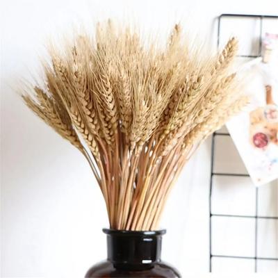 50pcs DIY Craft Dry Wheat Spikes Rustic Dried Flowers Dried Wheat Stalks  Wedding Party Decors
