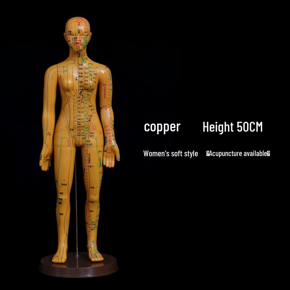 High-Definition Ultra-Clear TCM Acupuncture Model for