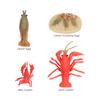 Simulation Lobster Growth Cycle Model Vivid Crayfish Life Cycle Figurines for Kids Education Toy Home Decoration