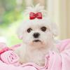 30pcs Elastic Stretch Band Dog Bow Hair Tie Inlaid Rhinestone Ribbon Hair Band  Party Cosplay