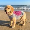 Breathable Mesh Pet Cooling Shirt Sun Protection Dog Ice Cool T-shirt  Outdoor Walking Dog
