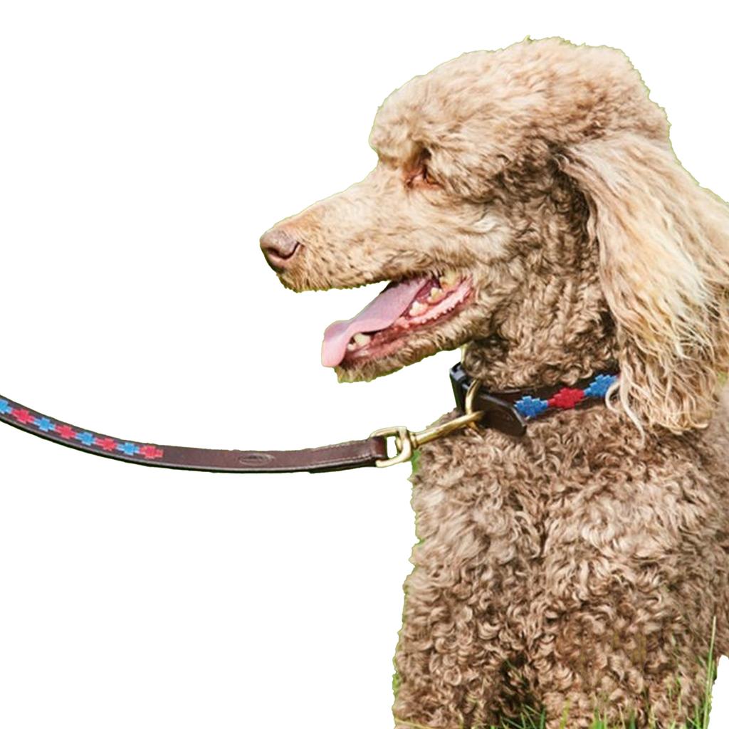 Weatherbeeta Polo-Hundehalsband aus Leder