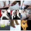 20Pcs Pet Cats Kitten Anti-scratch Grooming Nail Paws Claw Cap Cover Protector