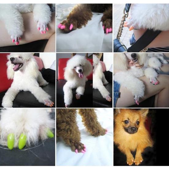 20Pcs Pet Cats Kitten Anti-scratch Grooming Nail Paws Claw Cap Cover Protector