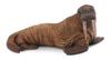 Collcta Walrus, 12cm wide x 6cm tall