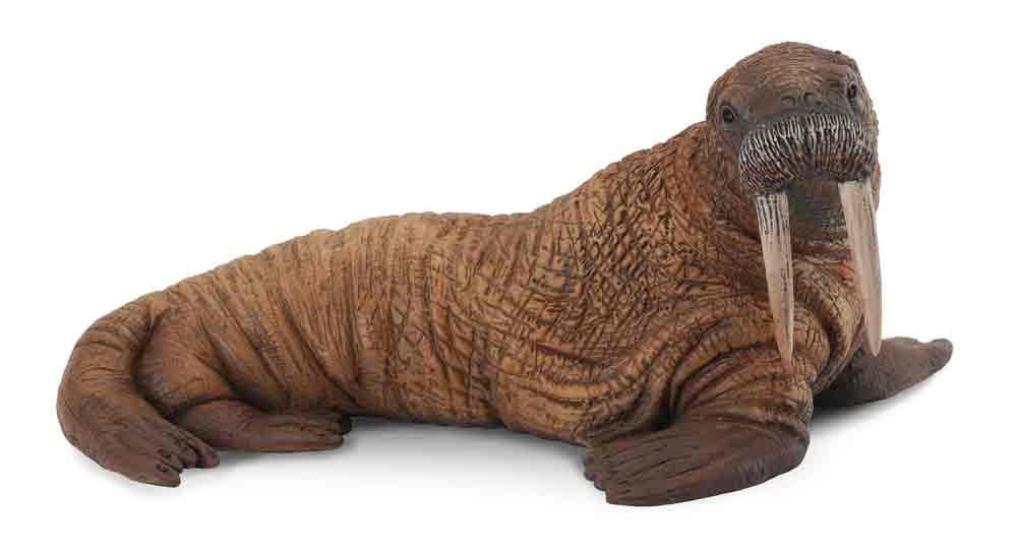 Collcta Walrus, 12cm wide x 6cm tall