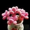 Peach Egg Multi-headed Succulent Plant with Old Trunk (Pot Not Included) – Ideal Indoor Greenery