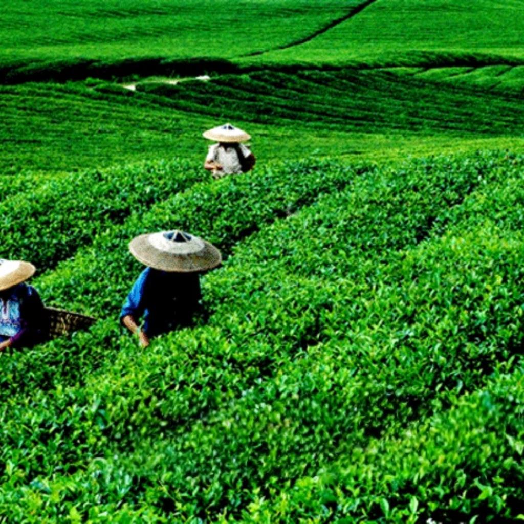 Fragrant and rich, Tieguanyin Lush orchid aroma, premium-grade tea leaves