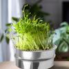 Sprouting Tray Efficient Drainage System Soil-Free Germination Excellent Air Circulation Innovative 2 3-Tier Design