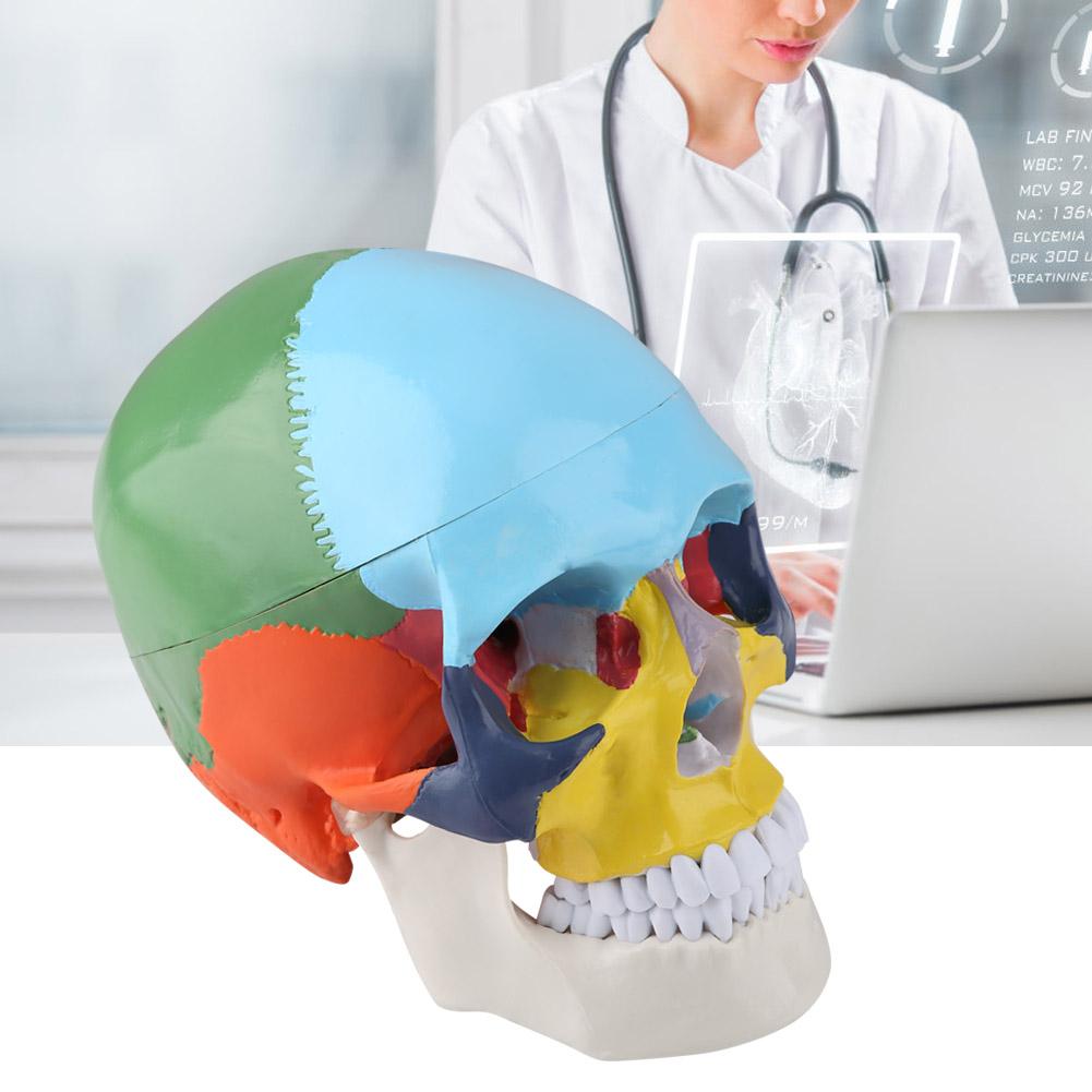 

Medical Teach Instrument Coloured Adult Human Skull Anatomical Model with Identification Card