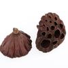 30pcs lotus Natural Fruit decor DIY Flowers Dried crafts pod for