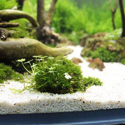 Aquatische Heimtierbedarf Dekorationen Aquarium Moos Ball Live Pflanzen Filter Pet Decor