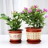 Large-diameter Flower Pot Thickened Bonsai Flower Pot Durable Orchid Pots