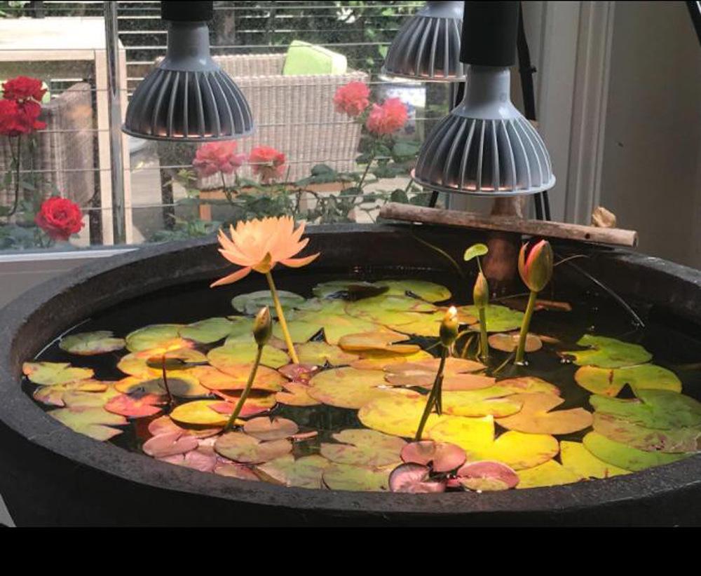 Pełnospektralna lampa do uprawy PAR38 - 30W/35W dla sukulentów, kwiatów, warzyw i roślin zielonych, 98 CRI.