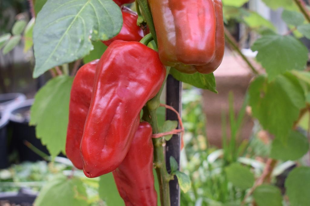 SAFLAX Dārzs maisā - Bioloģisks - Saldie pipari - Gari sarkani Marconi - 20 sēklas - Ar substrātu piemērotā stāvmaisā - Capsicum annuum