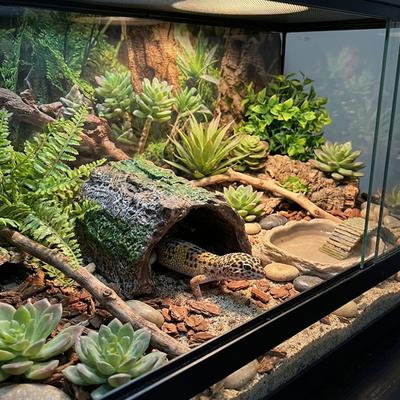 Simulation Reptilienversteck Aus Höhle Eidechse Versteck Unterschlupf Aquarium Landschaft