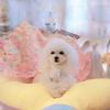 Robe de Mariage Handmade pour Animal de Compagnie, Robe Longue à Traîne de Luxe pour Animal de Compagnie, Costume de Princesse, Tenue d'Anniversaire pour Chiot, Fleurs 3D Design Personnalisé