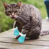Kedi – Kedi bakım ürünleri
