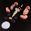 1PC 4D Disassembled Anatomical Human Brain Model Anatomy Medical Teaching Tool Statues Sculptures Medical School Use