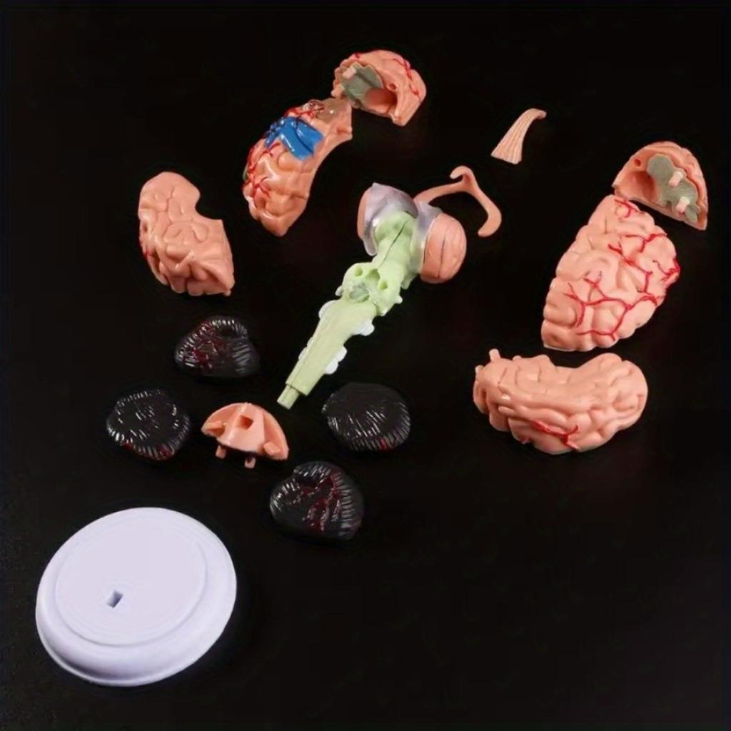 1PC 4D Disassembled Anatomical Human Brain Model Anatomy Medical Teaching Tool Statues Sculptures Medical School Use