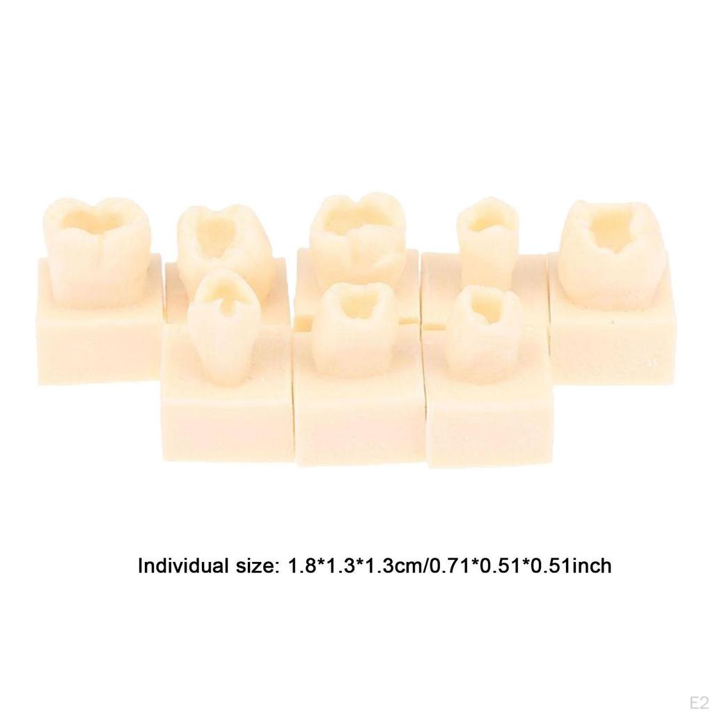 8Pcs Resin Teeth Model Set Practice Tools Tooth Models for Teaching Study