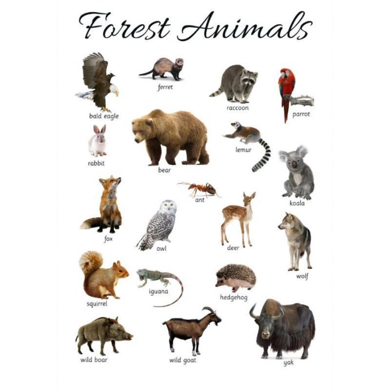 

Фрукты Овощи Животные Постер Холст Принты Монтессори Образовательный Домашнее Обучение Обучающий Постер Декор Детской Комнаты 21cm×30cm NoFrame