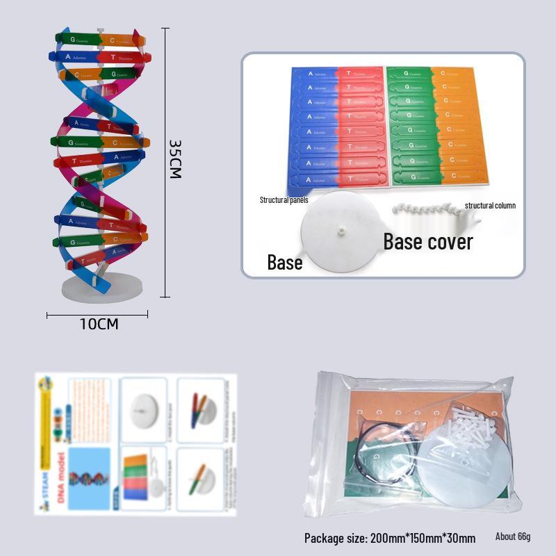 DIY DNA Double Helix Model Kit for Biology Teaching and Science Experiments