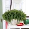 American Single Norfolk Let Go Roll Soft Rubber Pine Branch Cuttings Christmas Party Home Decoration