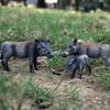 Oenux Wild Boar Tapirus Indicus Porcupine Animals Simulation Model Action Figures Figurine Educational Collection Kids Toy Gift