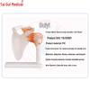 TAIGUI MEDICINE Life-size Shoulder Joint Model with Base