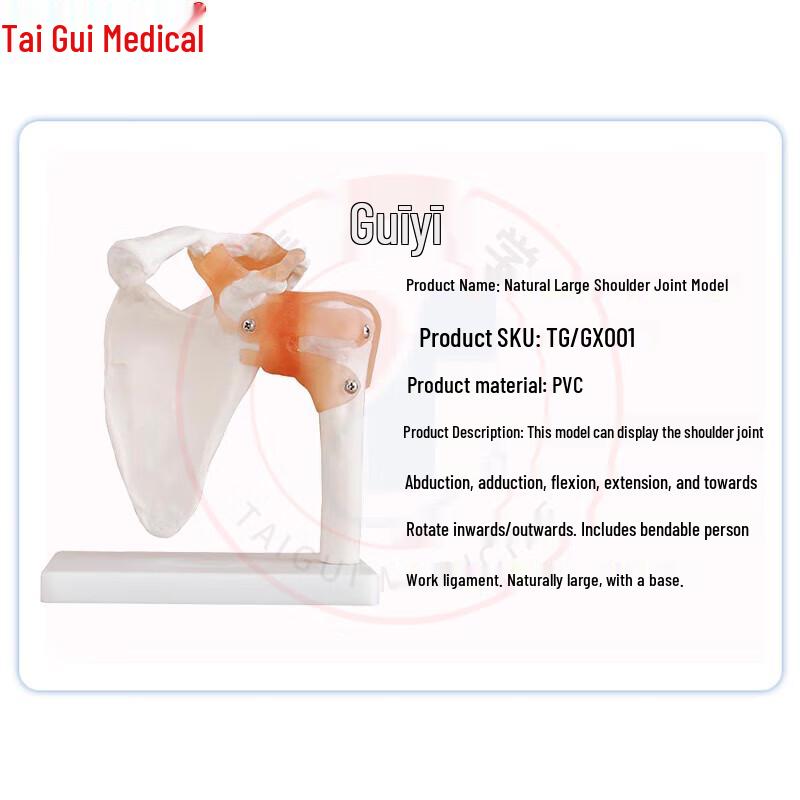 TAIGUI MEDICINE Life-size Shoulder Joint Model with Base