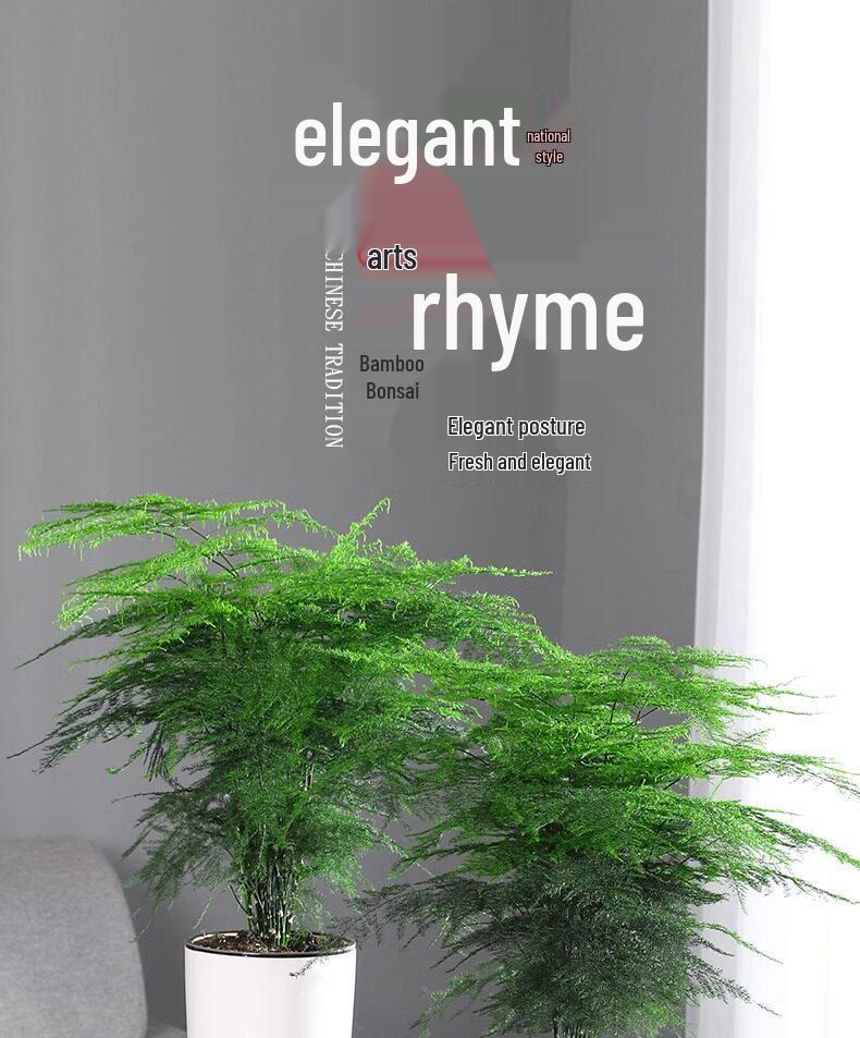 Asparagus Fern Indoor Plant: Air-Purifying, Evergreen, Hydroponic Bonsai for Office or Home