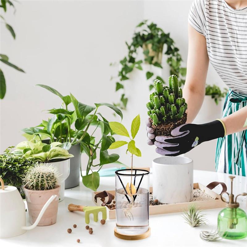 AD23-3 Pack Avocado Tree Growing Kits, Glass Avocado Seed Vase With Triangle Bracket And Bamboo Base, Sprouting Plant Pot