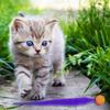 Katzen Teaser Buntes Spielzeug Hüpfball Flauschiger Schwanz Simulation Kätzchen Biss Teaser Werkzeug Interaktives Katze Elastisches Spielzeug Zubehör
