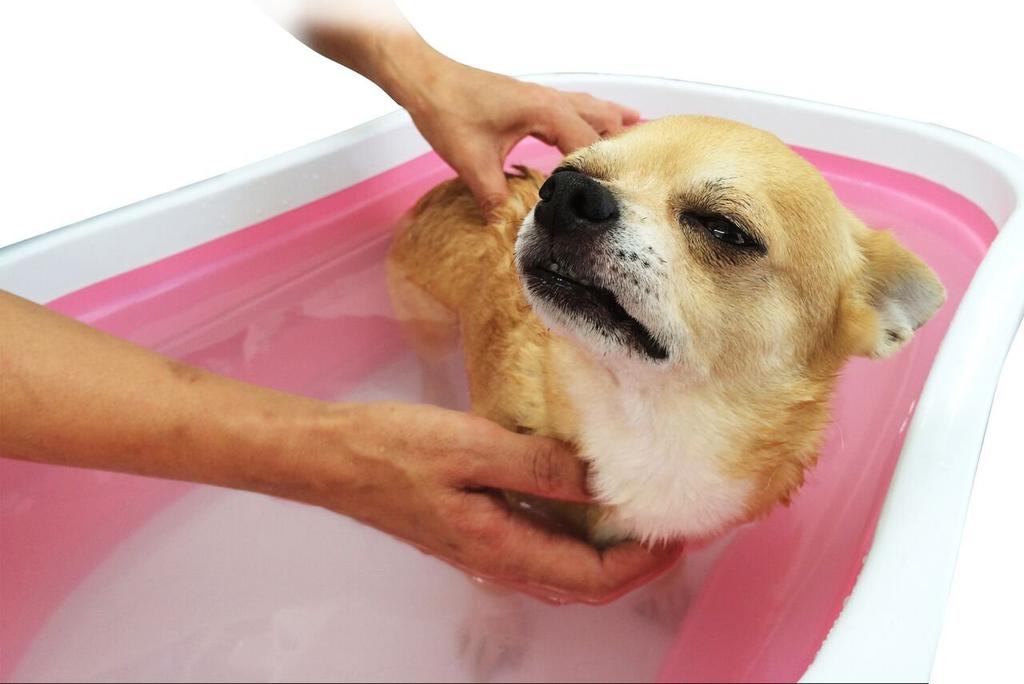 Kiyo Jochugiku Dog Bath Pet Skin Care Bath 14 Bath 10g x 14 Packets Additive, Geranium, Packets,
