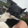 Cat Avenger Mask Black Bat Halloween Cosplay Hat Cat Funny Toys Cool Cat Masks Photos Props Pet Accessories