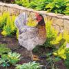 Chicken Garden Stakes Ornaments Garden Insert Yard Lawn Decoration Yard Signs